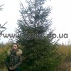 ель европейская